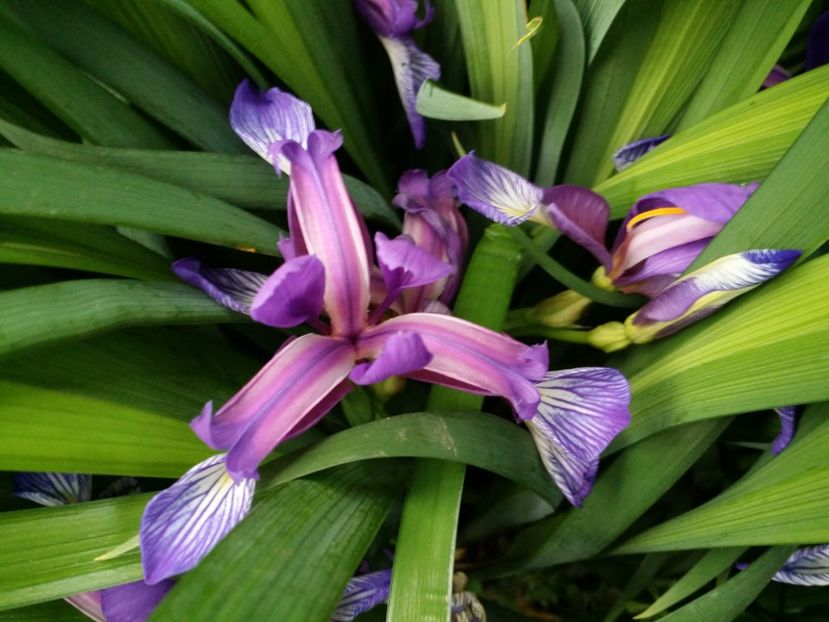  - Irisi 2015-2016-2017-2018