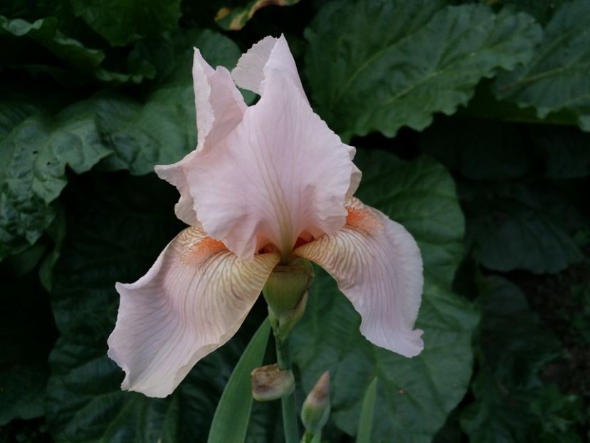  - Irisi 2015-2016-2017-2018