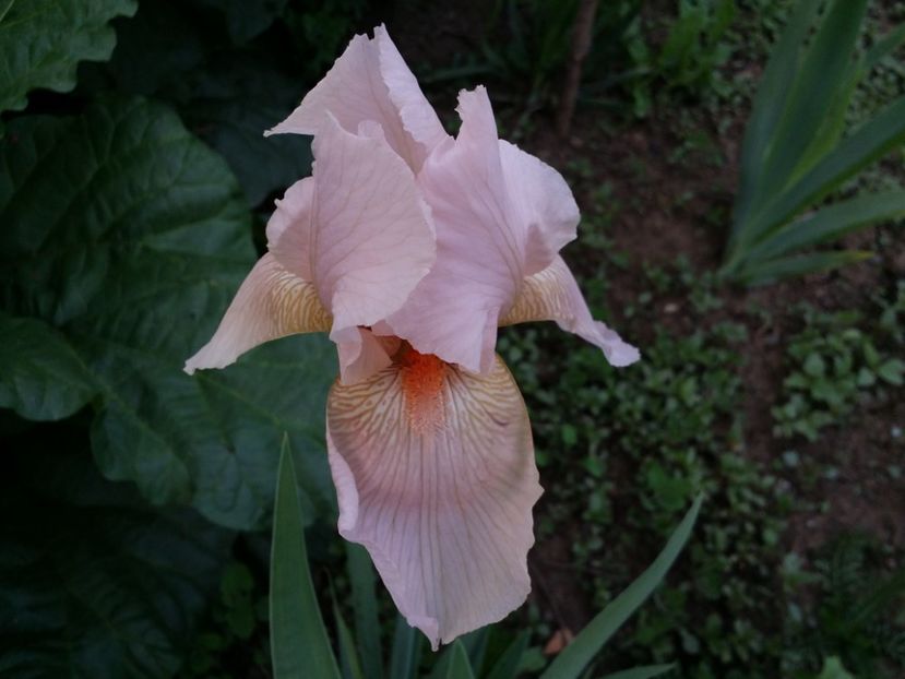  - Irisi 2015-2016-2017-2018