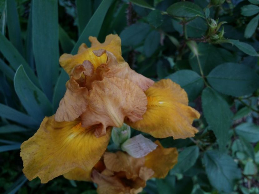  - Irisi 2015-2016-2017-2018