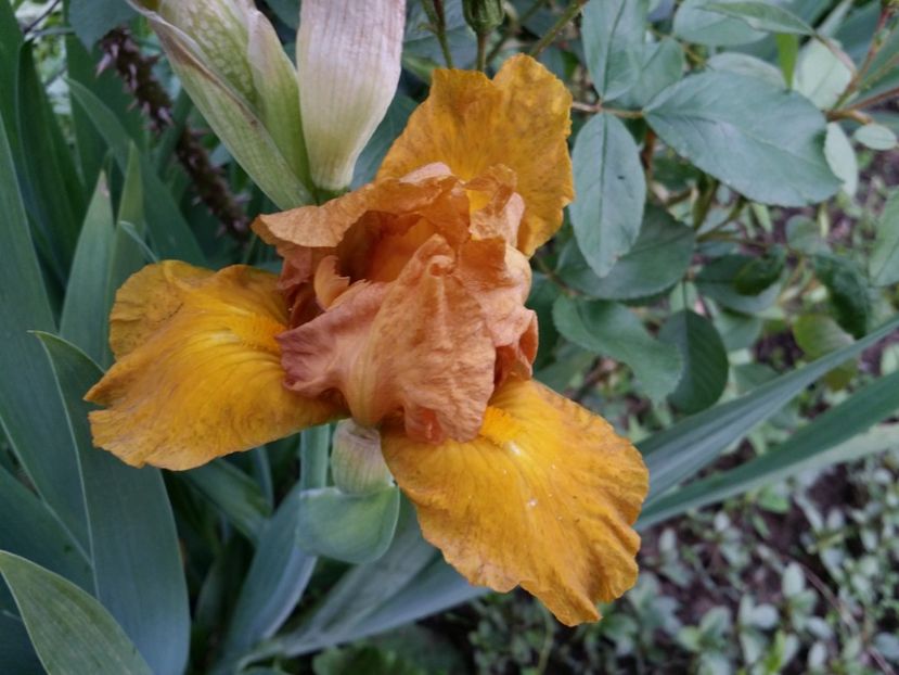  - Irisi 2015-2016-2017-2018