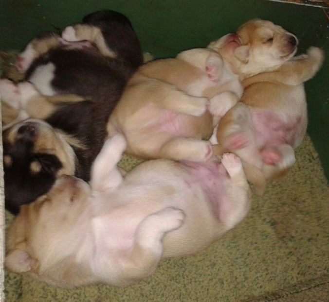  - AAAAAAAAA__DIVA_OSMI URMASUL LUI OSMAN IN MEMORIAM