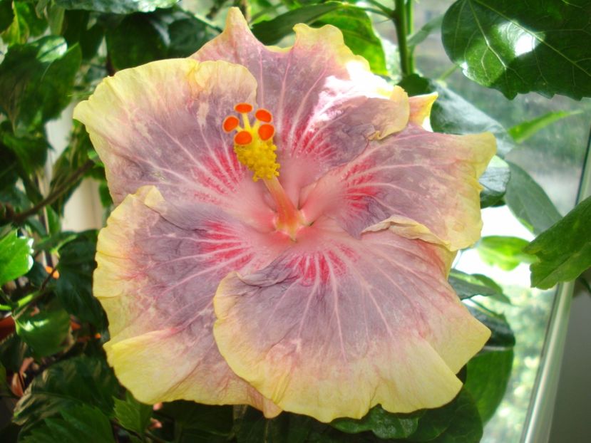 - HIBISCUS 2017