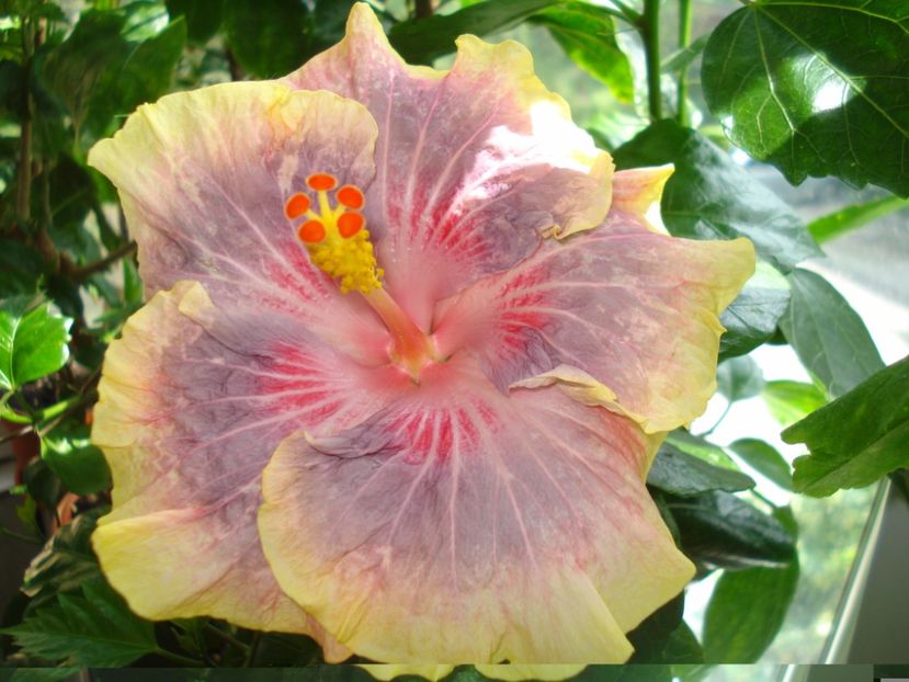  - HIBISCUS 2017