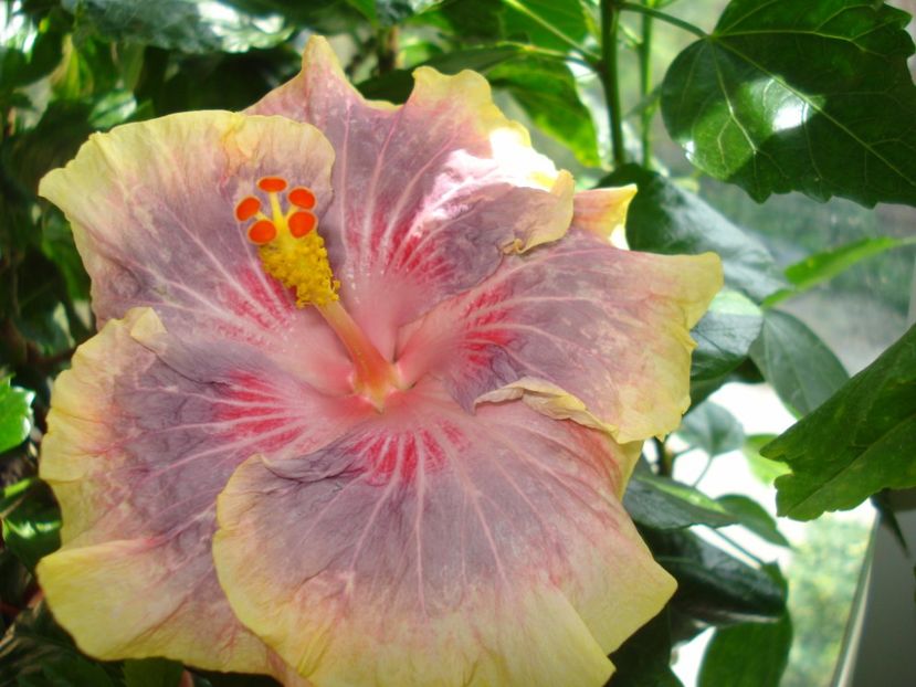  - HIBISCUS 2017