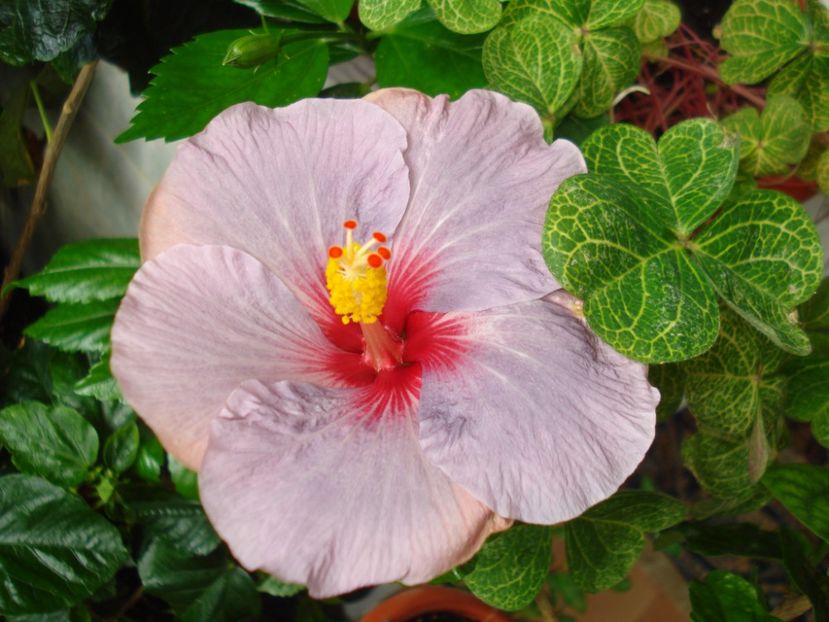  - HIBISCUS 2017