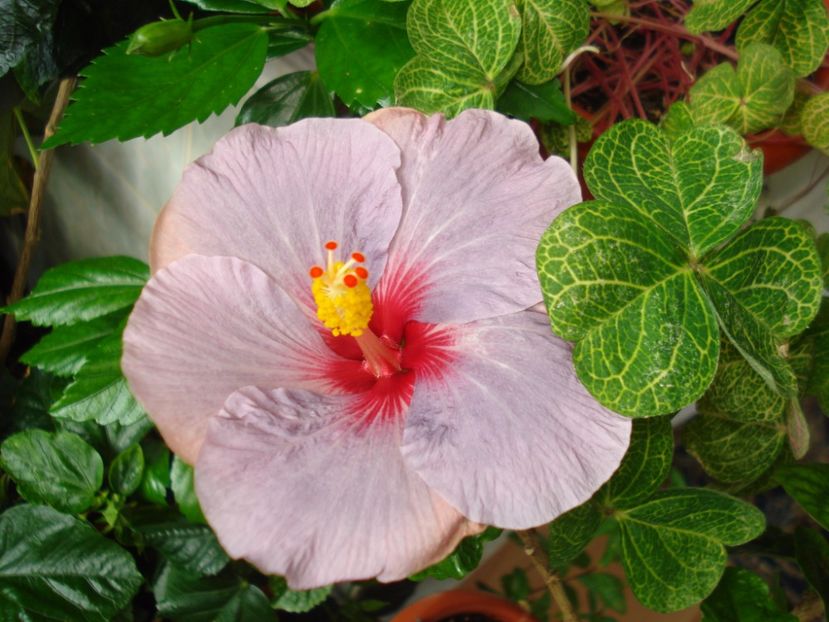  - HIBISCUS 2017