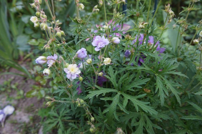  - Geranium si alte perene