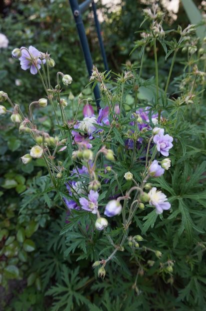  - Geranium si alte perene