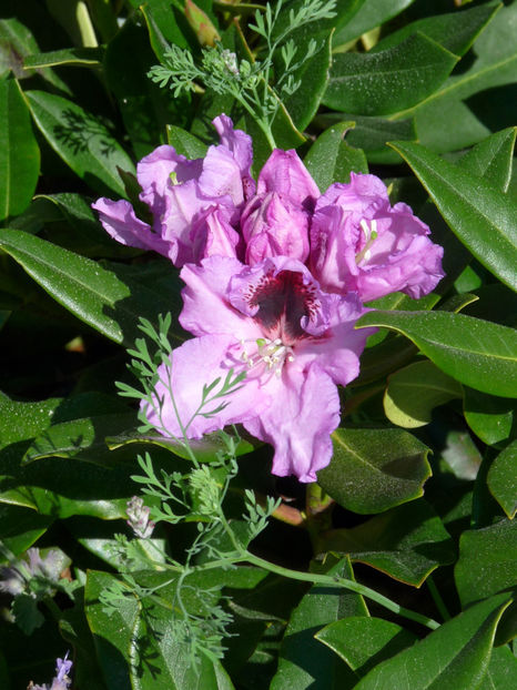  - Azalee si Rhododendroni