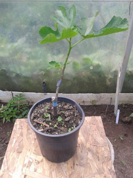 20 lei - 0 Arbusi fructiferi exotici 2017-2018