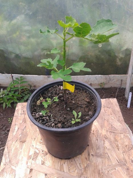 DOTTATO 20lei - 0 Arbusi fructiferi exotici 2017-2018