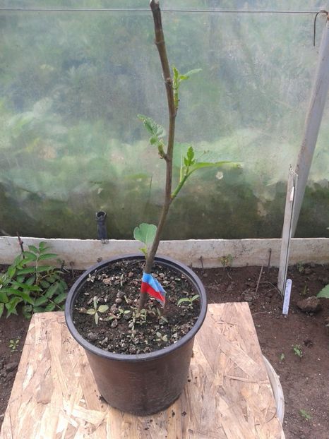 BROWN(TURCIA)-30lei - 0 Arbusi fructiferi exotici 2017-2018