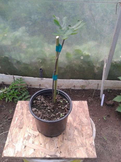 20 lei - 0 Arbusi fructiferi exotici 2017-2018