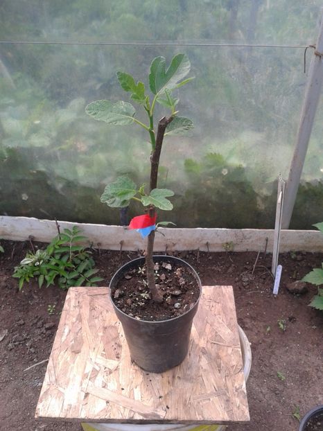 BROWN 35lei - 0 Arbusi fructiferi exotici 2017-2018