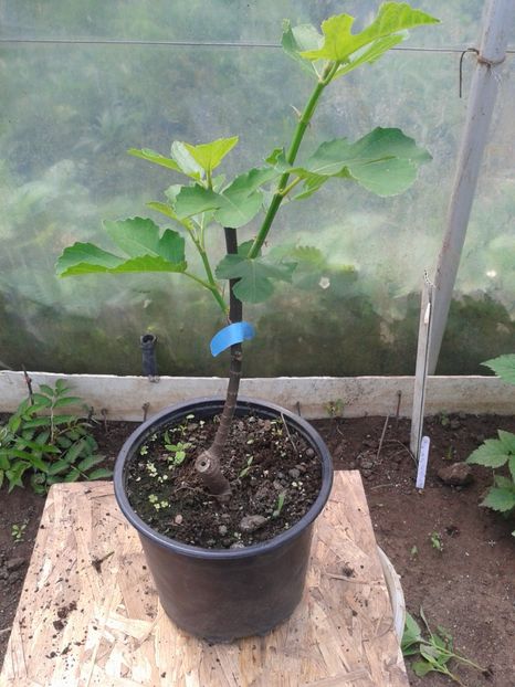 25lei - 0 Arbusi fructiferi exotici 2017-2018