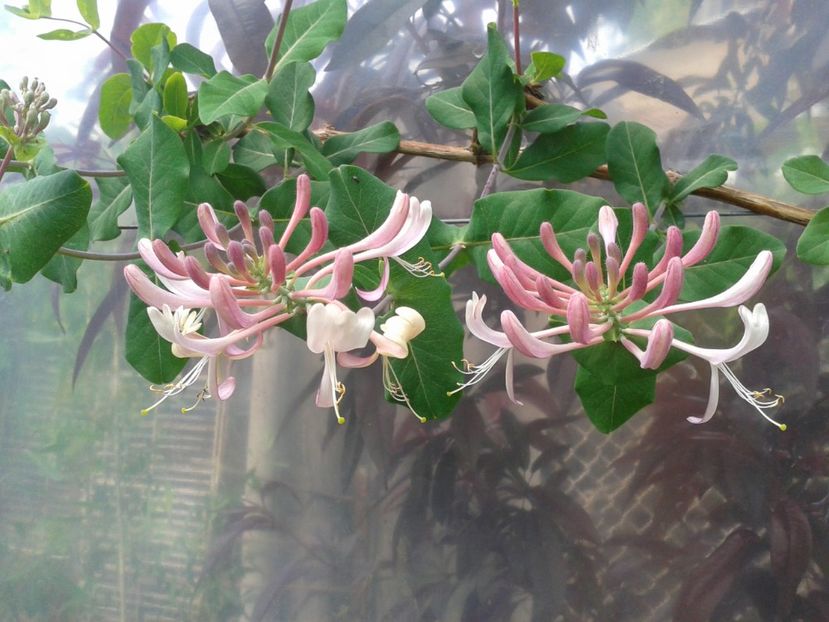 Fotografie0163 - 0 Plante ornamentale