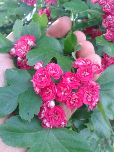paducel rosu - 0 Plante ornamentale