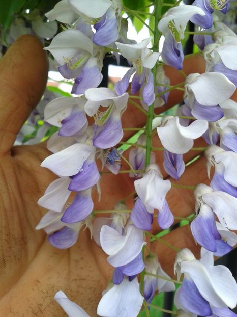 Fotografie0212 - 0 Plante ornamentale