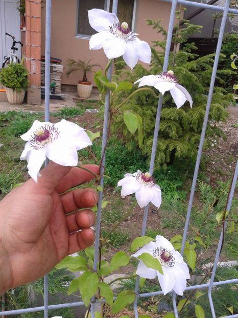 Fotografie0214 - 0 Achizitii 2016-2017