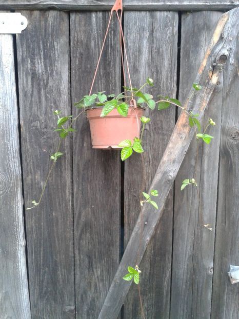 Frag curgator floare galbena - 0 Fragi de gradina