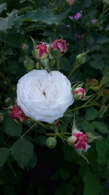 IMG-20170519-WA0008 - Primavara 2017