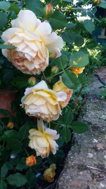 IMG-20170519-WA0013 - Primavara 2017