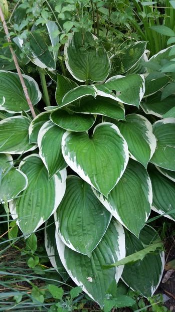 IMG-20170519-WA0016 - Primavara 2017