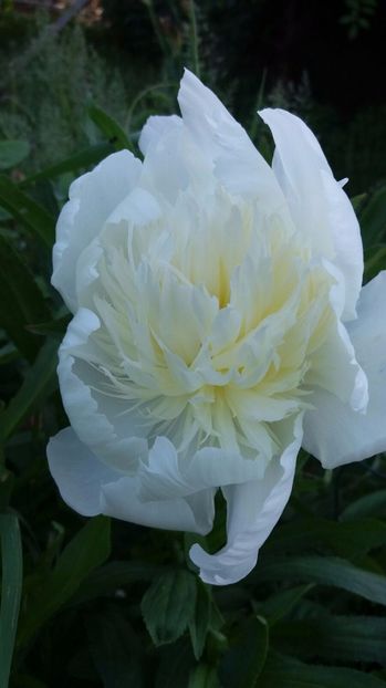 IMG-20170519-WA0019 - Primavara 2017