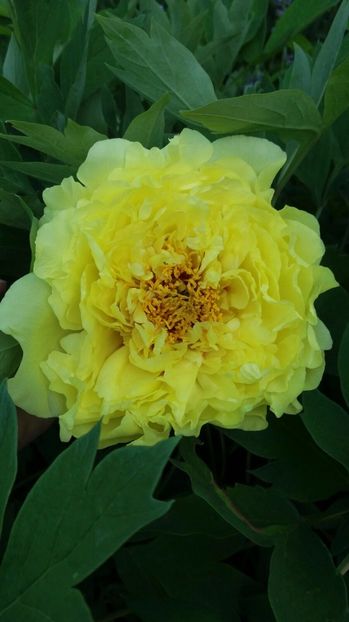 IMG-20170519-WA0022 - Primavara 2017