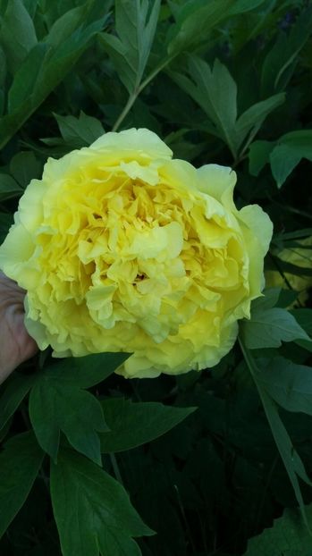 IMG-20170519-WA0023 - Primavara 2017