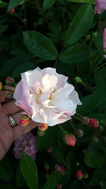 IMG-20170519-WA0025 - Primavara 2017