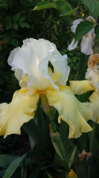 IMG-20170519-WA0026 - Primavara 2017