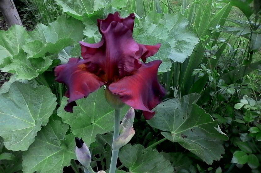 New centurion - 4Irisi2017