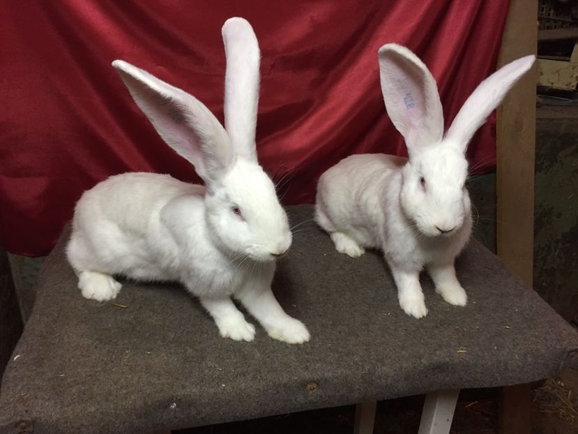  - DOUA ALBE LA 5 LUNI