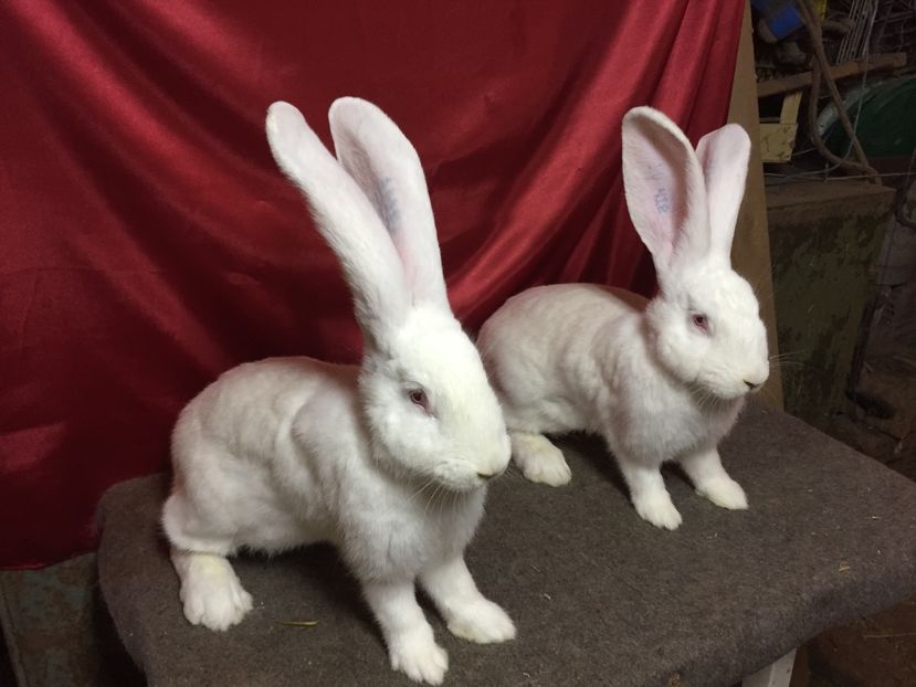  - DOUA ALBE LA 5 LUNI