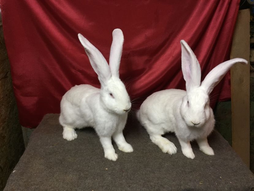  - DOUA ALBE LA 5 LUNI