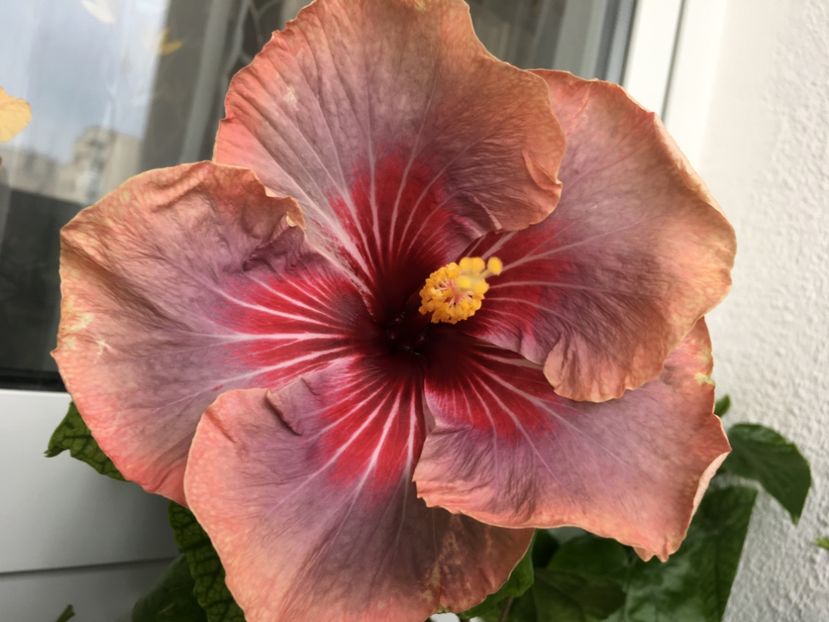 20.05.2017-15,5 cm - RO SMI Diana