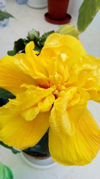 P_20170520_082327_BF_p - Hibiscus