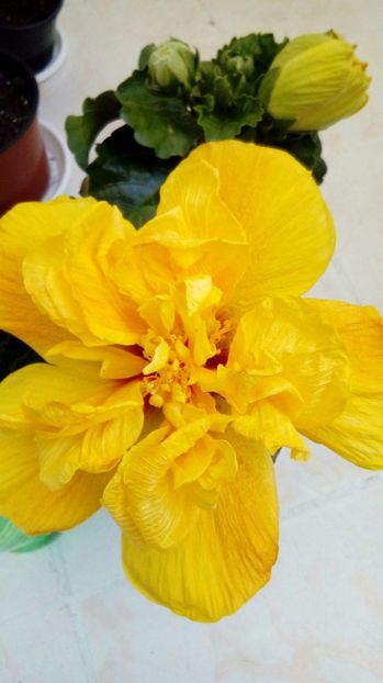 P_20170520_082342_1_BF_p - Hibiscus
