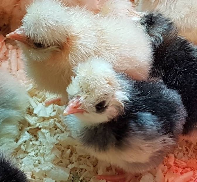 MOTATI OLANDEZI ALBI SI ALBASTRI - MATERNITATE