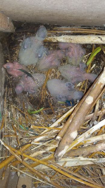 20170518_155321 - Calugari- pui