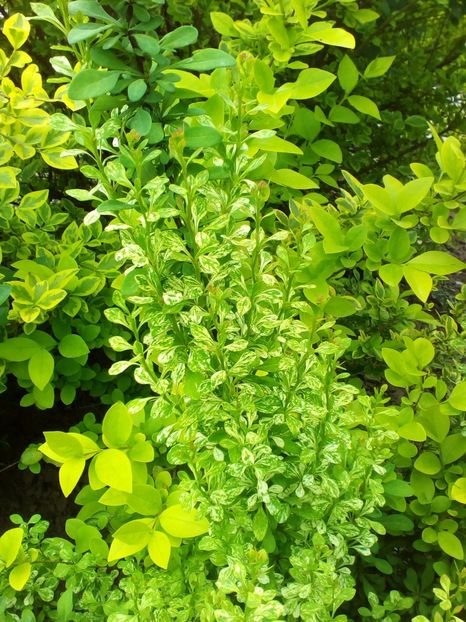  - curtea cu toate cele 2017