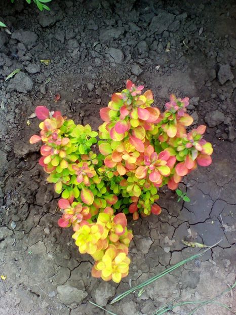  - curtea cu toate cele 2017