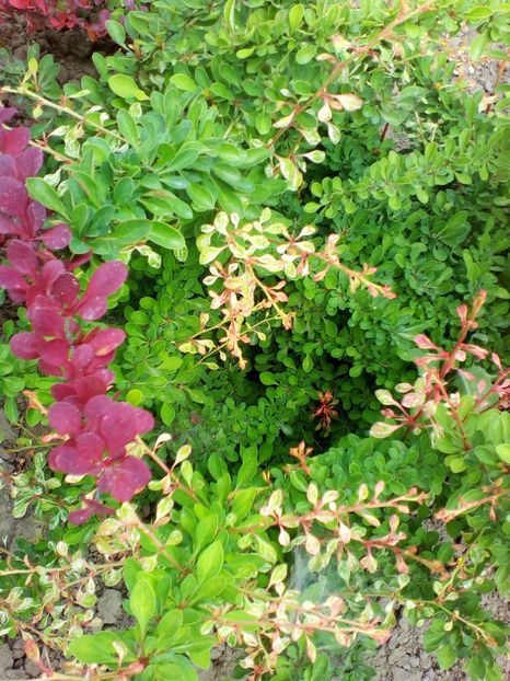  - curtea cu toate cele 2017