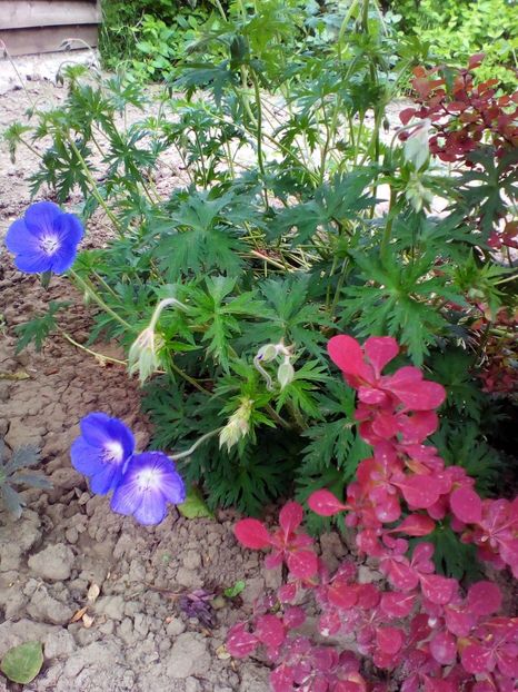  - curtea cu toate cele 2017