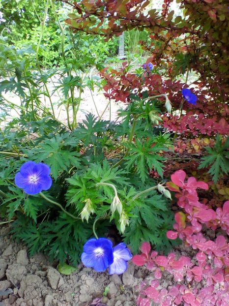  - curtea cu toate cele 2017