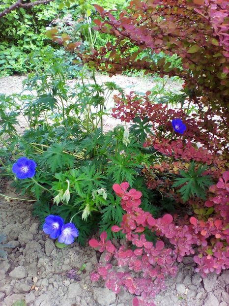  - curtea cu toate cele 2017