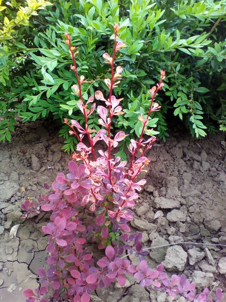  - curtea cu toate cele 2017