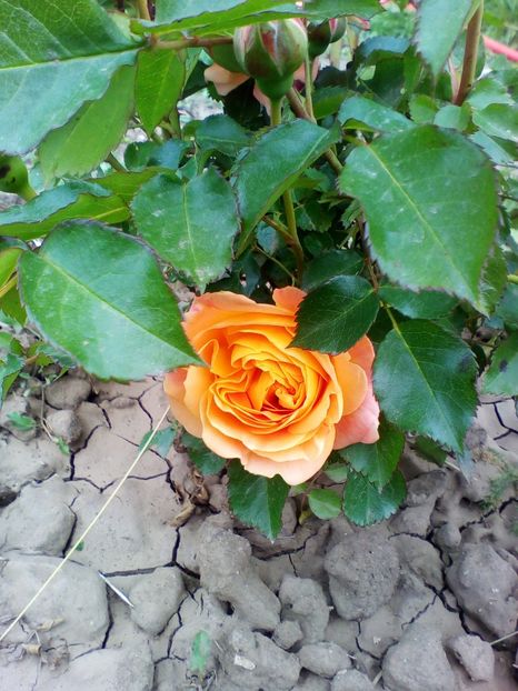  - curtea cu toate cele 2017